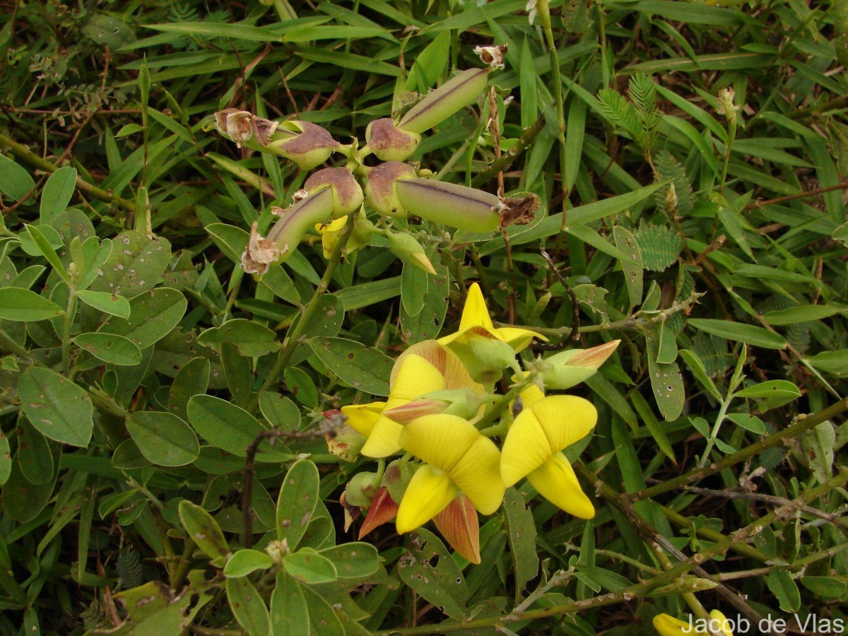 Crotalaria retusa L.